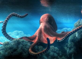 Un crítico gastronómico suizo desaconseja comer pulpo por atentar contra el bienestar animal