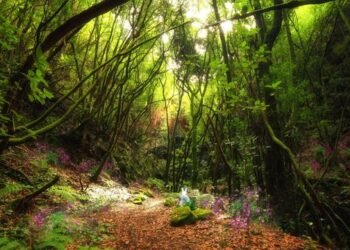 Mindfulness en las Islas Canarias