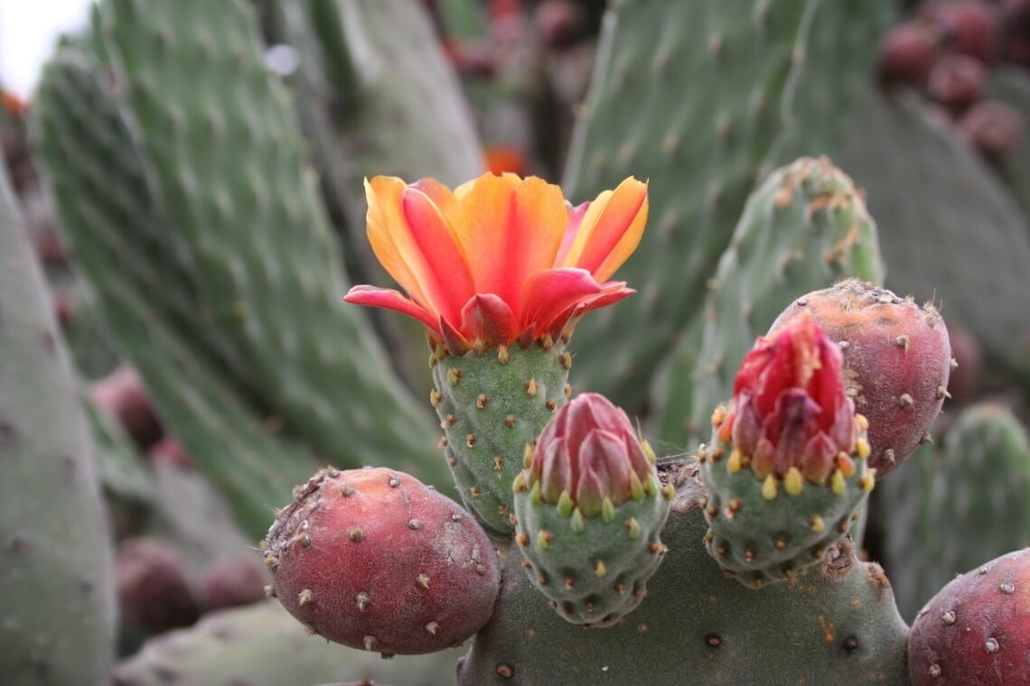 Las tuneras podrían ser suministro crucial de alimento para la población