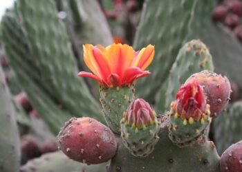 Las tuneras podrían ser suministro crucial de alimento para la población