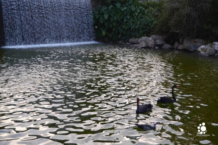El parque Doramas, un vergel en el centro de Las Palmas de Gran Canaria