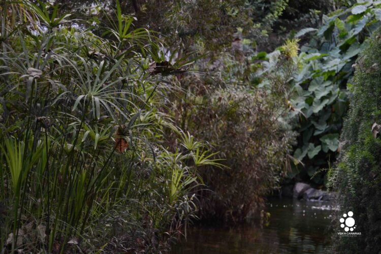 El parque Doramas, un vergel en el centro de Las Palmas de Gran Canaria