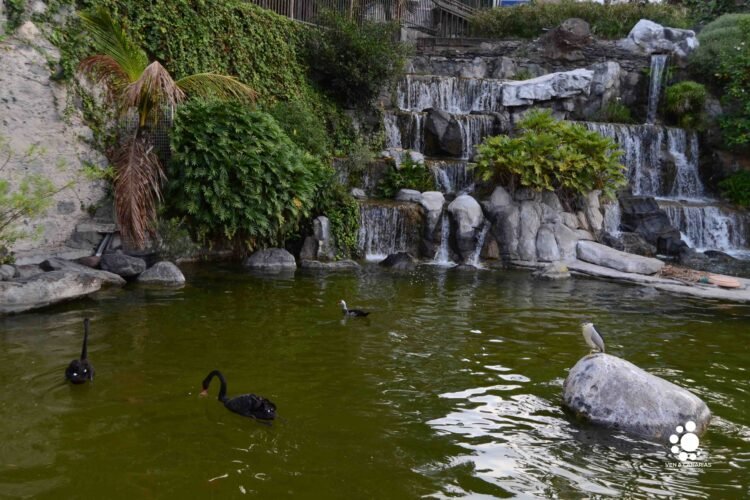 El parque Doramas, un vergel en el centro de Las Palmas de Gran Canaria
