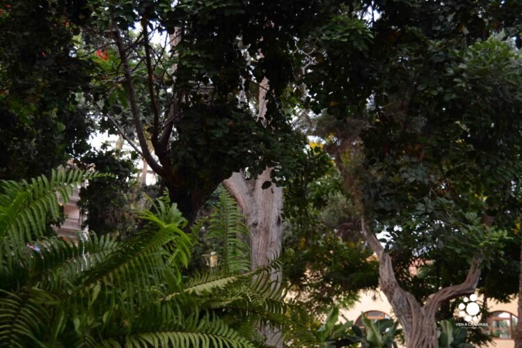 El parque Doramas, un vergel en el centro de Las Palmas de Gran Canaria