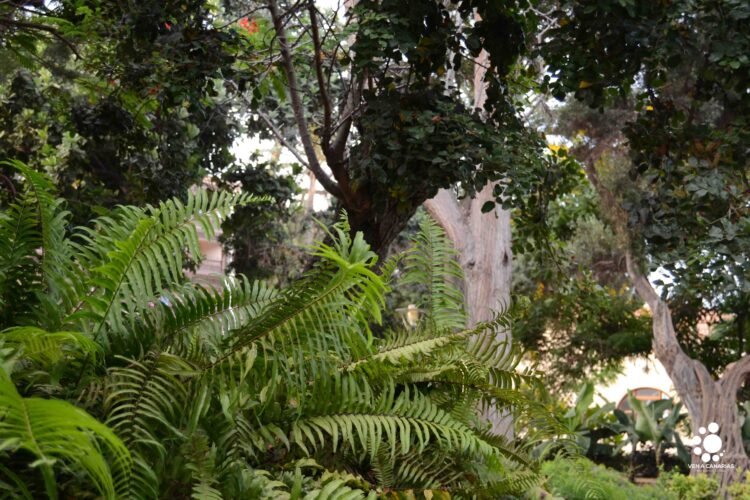 El parque Doramas, un vergel en el centro de Las Palmas de Gran Canaria