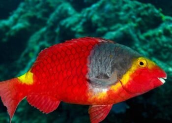 la vieja el pez canario