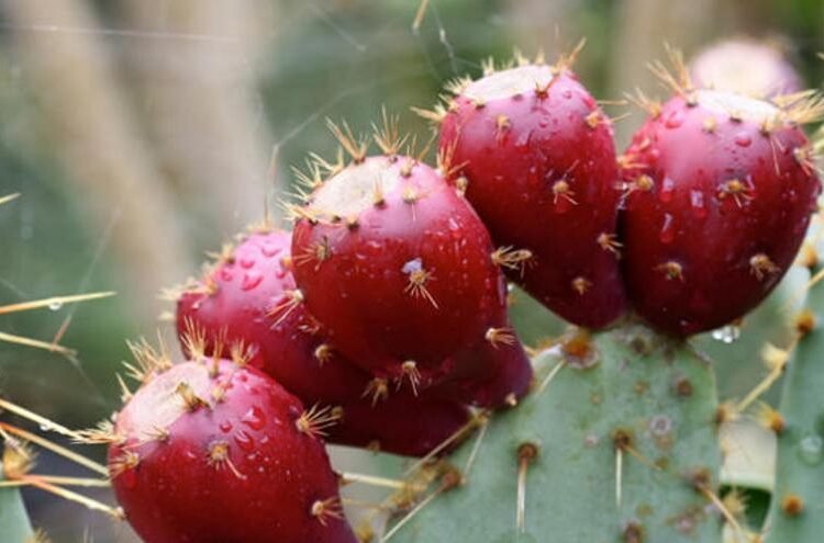 propiedades tuno rojo
