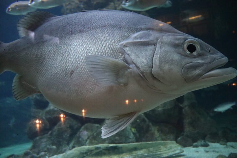 thumbnail image 2 of Cherne Steel Mechanical Test Plug - Galvanized Pipe Plug For Plumbing 2 of 14